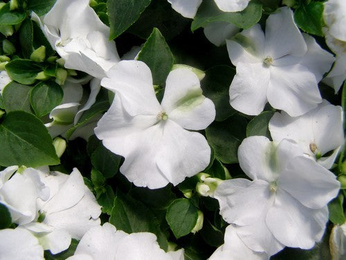 Impatiens walleriana 'Candy White' F1