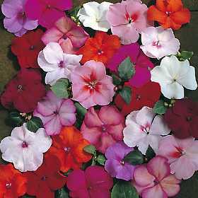 Impatiens walleriana 'Special Mixed' F1