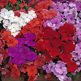 Impatiens walleriana 'Safari Mix' F2