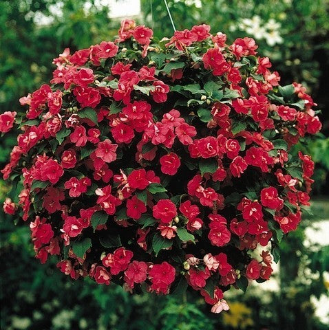 Impatiens walleriana 'Victorian Rose' F1