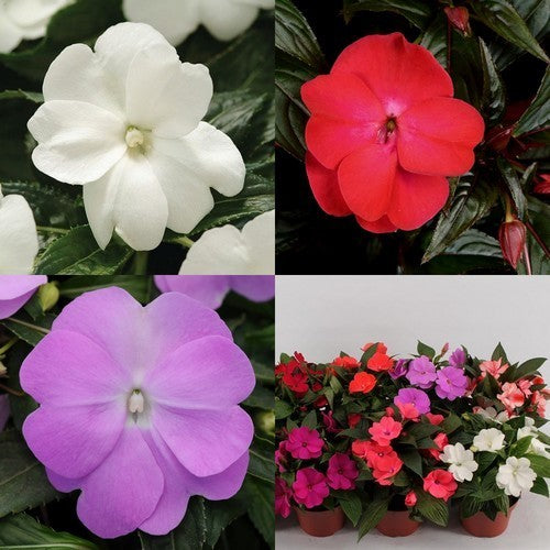 Impatiens Nieuw guinea Hybride 'Divine Mix' F1
