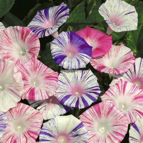 Ipomoea purpurea 'Carnevale di Venezia'