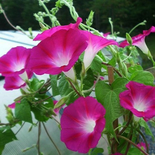 Ipomoea purpurea 'Crimson Rambler'