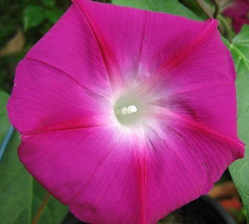 Ipomoea purpurea 'Crimson Rambler'