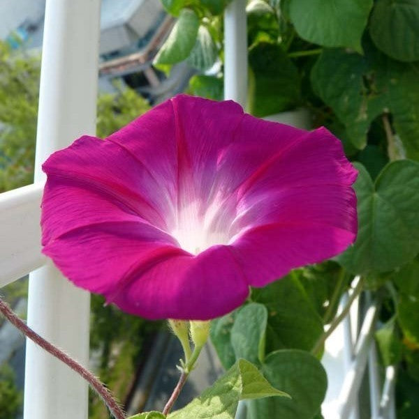 Ipomoea purpurea 'Crimson Rambler'