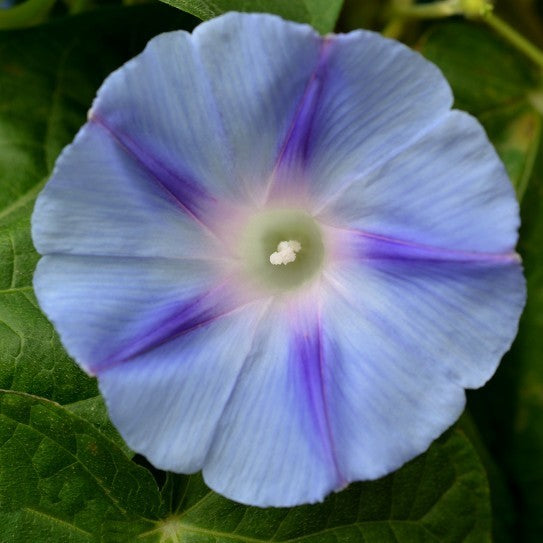 Ipomoea purpurea 'Dacapo'