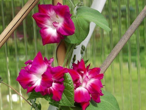 Ipomoea imperialis 'Ruffled Pink'