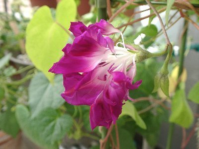 Ipomoea imperialis 'Ruffled Pink'