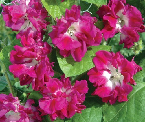 Ipomoea imperialis 'Ruffled Pink'