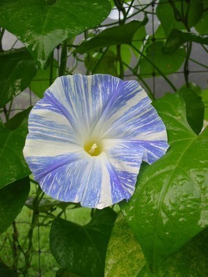 Ipomoea tricolor 'Flying Saucers'