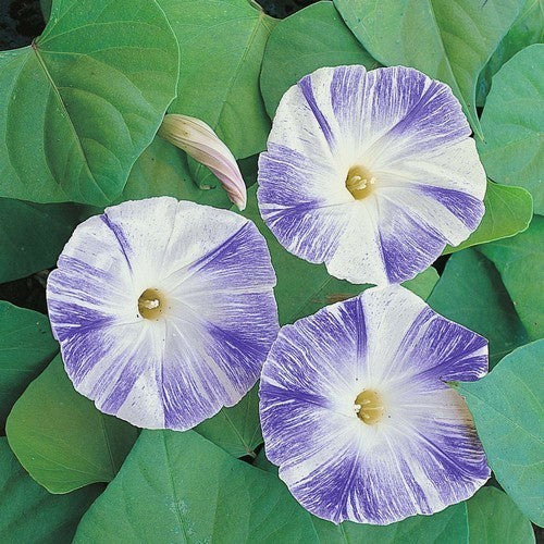 Ipomoea tricolor 'Flying Saucers'