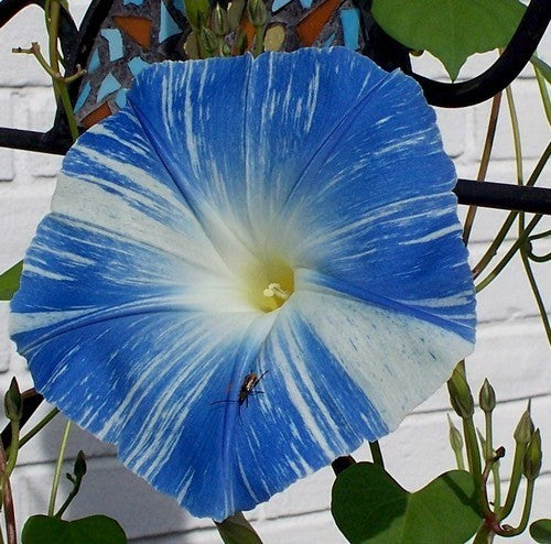 Ipomoea tricolor 'Flying Saucers'