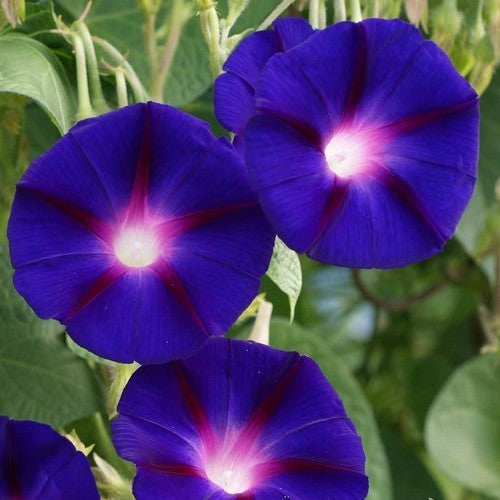 Ipomoea purpurea 'Grandpa Ott'