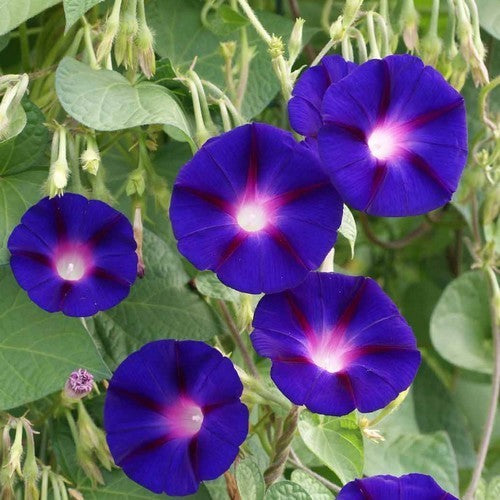 Ipomoea purpurea 'Grandpa Ott'