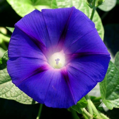 Ipomoea purpurea 'Grandpa Ott'