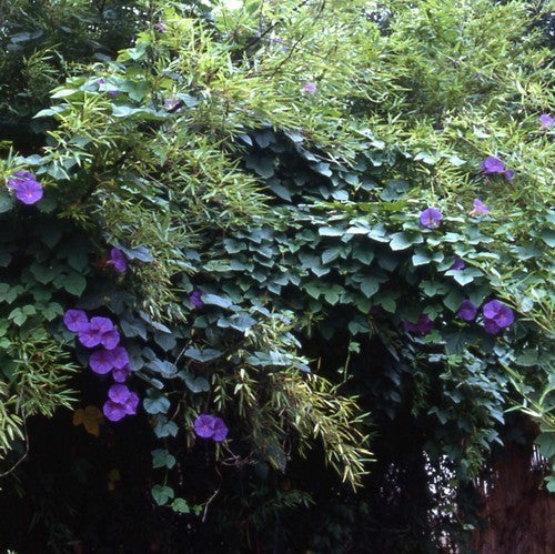 Ipomoea purpurea 'Grandpa Ott'