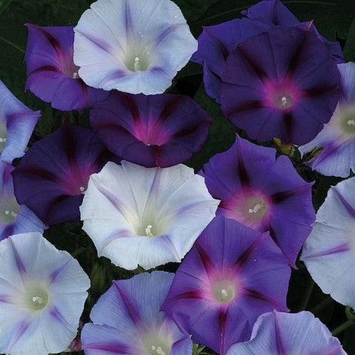 Ipomoea purpurea 'Hazelwood Blues'