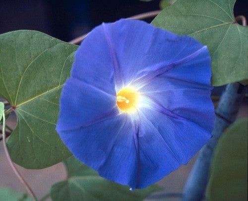 Ipomoea tricolor 'Heavenly Blue'