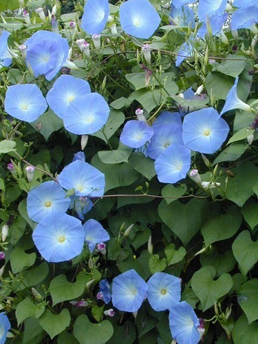 Ipomoea tricolor 'Heavenly Blue'