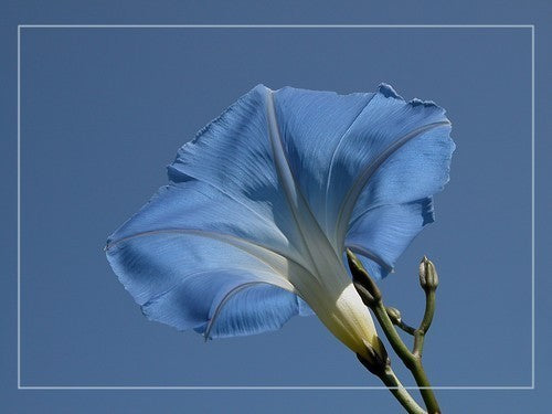 Ipomoea tricolor 'Heavenly Blue'