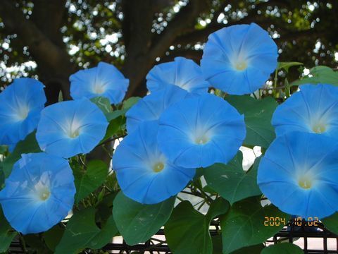 Ipomoea tricolor 'Heavenly Blue'