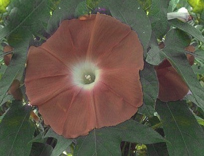 Ipomoea nil 'Hot Chocolate'