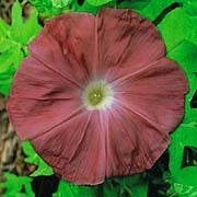 Ipomoea nil 'Hot Chocolate'