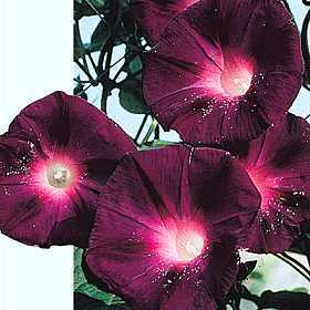 Ipomoea purpurea 'Knowlians Black'