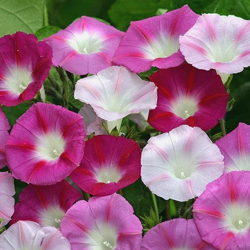 Ipomoea purpurea 'La Vie en Rose'