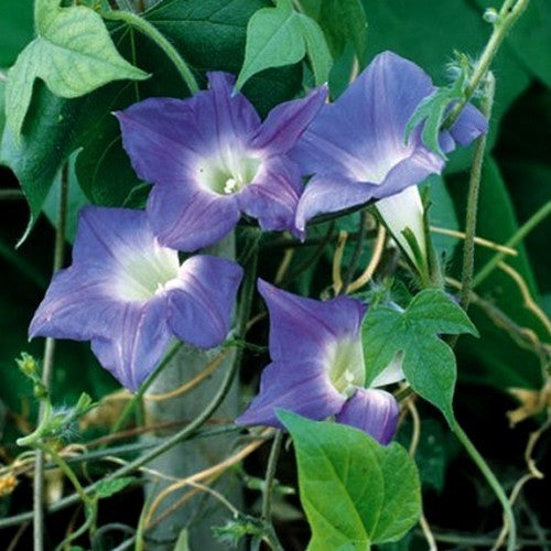 Ipomoea hirsuta 'Mini Sky Blue'