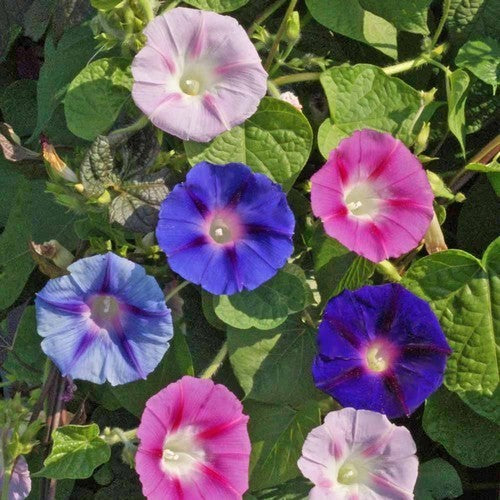 Ipomoea tricolor 'Mixed'