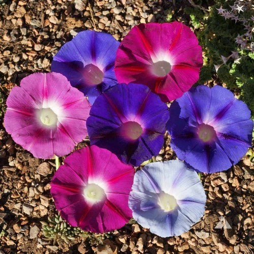 Ipomoea tricolor 'Mixed'