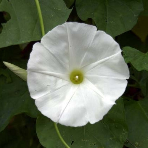 Ipomoea tricolor 'Pearly Gates'