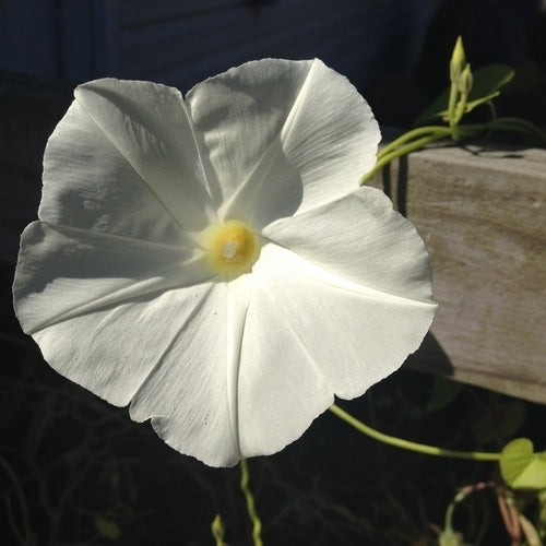 Ipomoea tricolor 'Pearly Gates'