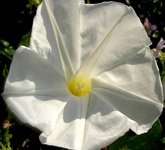 Ipomoea tricolor 'Pearly Gates'