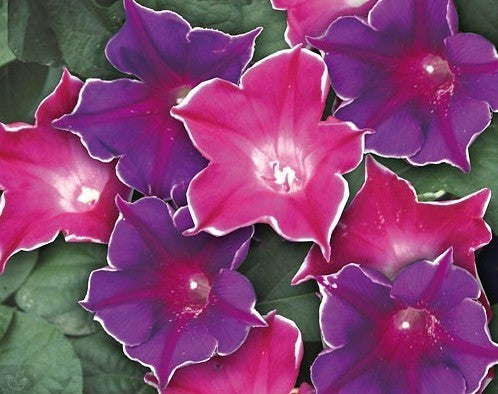 Ipomoea purpurea 'Picotee Mix'
