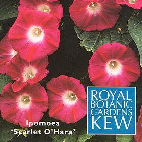 Ipomoea nil 'Scarlet O'Hara''