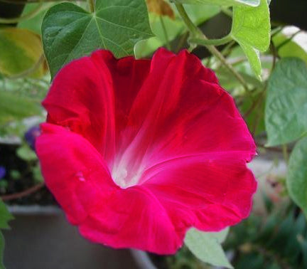 Ipomoea nil 'Scarlet O'Hara''