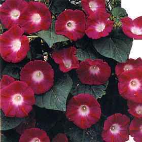 Ipomoea nil 'Scarlet O'Hara''
