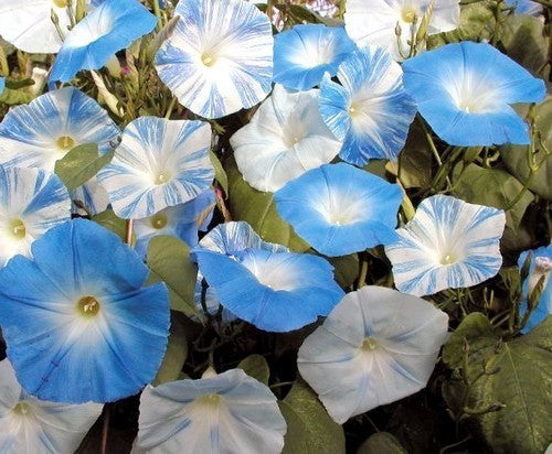 Ipomoea tricolor 'Skylark Mixed'