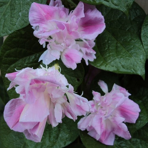 Ipomoea nil 'Split Second Double'