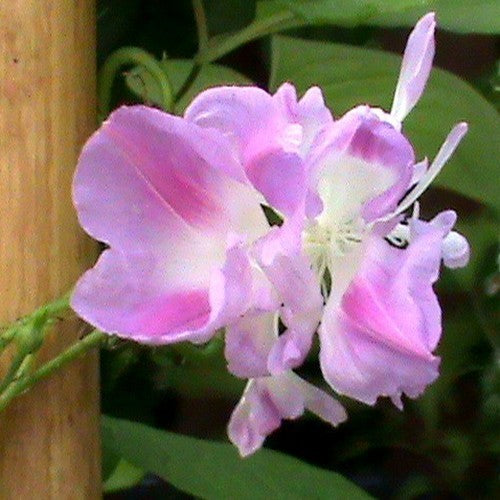 Ipomoea nil 'Split Second Double'