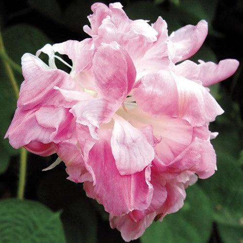 Ipomoea nil 'Split Second Double'