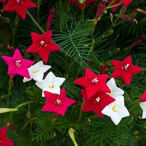 Ipomoea quamoclit 'Mixed Feathers'