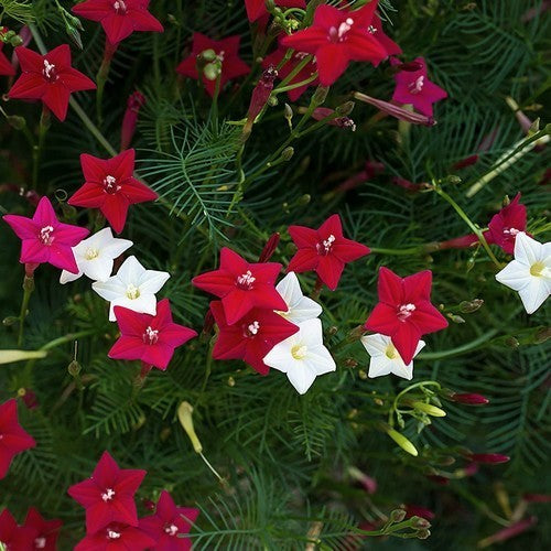 Ipomoea quamoclit 'Mixed Feathers'