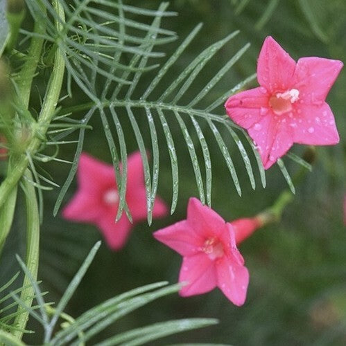 Ipomoea quamoclit 'Rose'