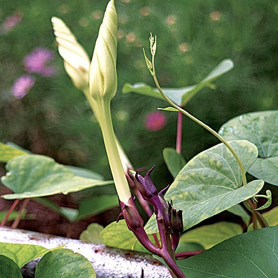 Ipomoea alba 'White'