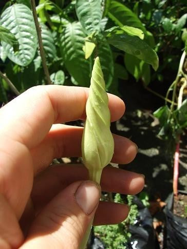 Ipomoea alba 'White'