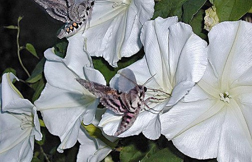 Ipomoea alba 'White'