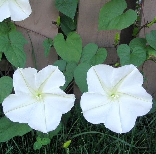 Ipomoea alba 'White'